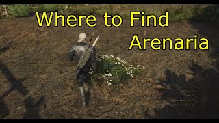 Where to Find Arenaria  The Witcher 3  Where is Arenaria for Specter Oil [upl. by Eintruok]