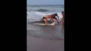 Tiger Shark Caught And Released On Topsail Beach [upl. by Enyamert506]