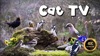 Cat TV for Cats to Watch 🐈  FLOWER BIRDIES 🐦‍⬛ 4K [upl. by Haseefan992]