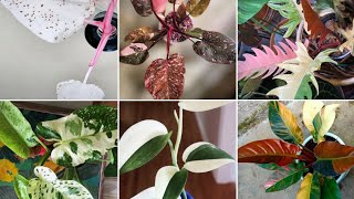 Foliage Variegated So Amazing Leafy plant Philodendron amazing colours 💁😍 [upl. by Melamed]