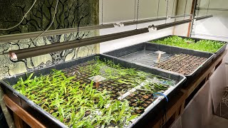 Aquarium Plant Farm Tour  New Riverine Setup amp Plans [upl. by Blasius439]