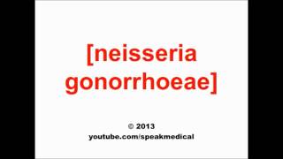 Pronounce Neisseria gonorrhoeae  SpeakMedical [upl. by Hiller]