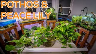 BEST HOUSE PLANTS FOR AQUARIUMS [upl. by Tavi]