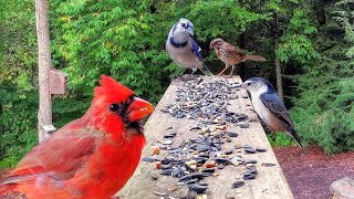 Simple Platform Bird Feeder Works Wonders [upl. by Valeta]