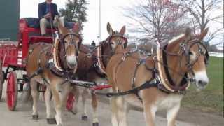 2012  Michigan Great Lakes International Draft Horse Show Part 2 [upl. by Vernita527]