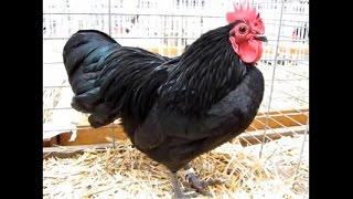 Australorp naine Exposition Avicole Blotzheim 2016 [upl. by Nalek]