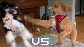 Standard Poodle vs Goldendoodle [upl. by Leahcir365]