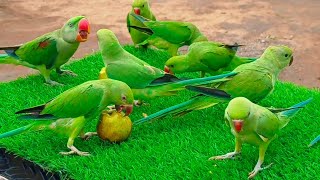 Ringneck Parrot Sounds Videos Compilation Mitthu Ki AwaazParrot Ki AwaazTote Ki Awaaz [upl. by Ahsaetal]