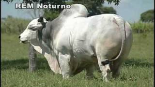 Touro Nelore Rem Noturno Semex [upl. by Assenahs]