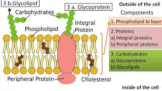 Cell Membrane Structure and Function Fluid Mosaic Model of Plasma Membrane in 5 minutes [upl. by Nylirahs]