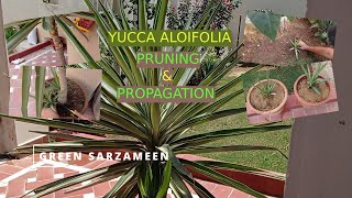 Beauty of Yucca Aloifolia A Desert Icon plants propagation pruning [upl. by Ryun768]