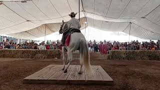 Concurso del Caballo Bailador en la Feria de Luvianos 2022 [upl. by Idissak]