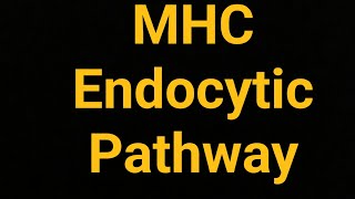 Endocytic Pathway of Antigen Presentation complete and easy explanation [upl. by Anaeerb]