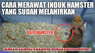 Cara Merawat Induk Hamster Yang Sudah Melahirkan [upl. by Aisatana]