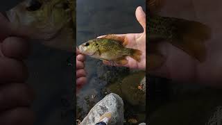 Is it a Warmouth fishingvideo fishing fish [upl. by Eniowtna]