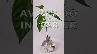 Growing avocados in water with Avocado Vase by Ilex Studio [upl. by Eddi]