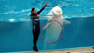 八景島シーパラダイス 海の動物たちのショー ナイトショー ※20231202 1730  Hakkeijima Sea Paradise Dolphin Show Night Show [upl. by Yhpos394]