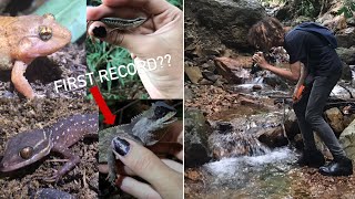 Herping vlog ep6 Everything we saw is a lifer 🦎 [upl. by Colbert369]