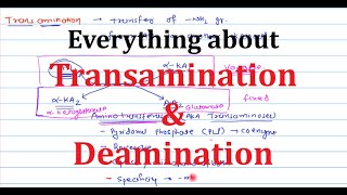 5 Transamination amp Deamination  Transdeamination  Nitrogen Removal from Amino acids [upl. by Amelita890]