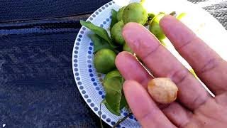 GuinepQuenepa Update  How to Eat and Grow Guinep Quenepa  Tropical Fruit Growing in UK [upl. by Aser]