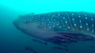 Scuba diving with whale sharks at Chumphon Thailand [upl. by Son]