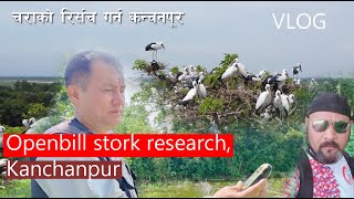 Openbill stork Bird Counting research at Kanchanpur Barmajhiya by Ganesh Tamang Wild life [upl. by Sugna97]