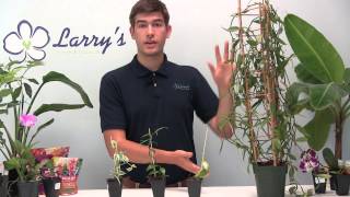 How To Grow Your Own Vanilla  Orchid Growing Guide [upl. by Silrac]