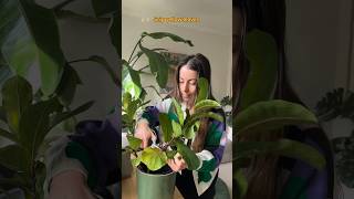 Why your Fiddle Leaf Fig leaves are turning yellow maybe ficuslyrata repottingandreplanting [upl. by Ellehcyar930]