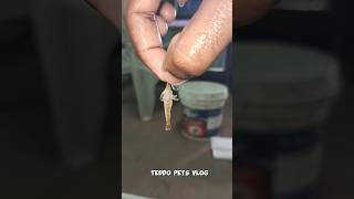 ‼️ Shrimp Gaali 😰 ‼️  shrimp breeding  shrimp molting tamil [upl. by Philemon]