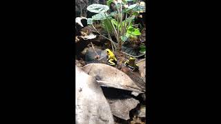 Phyllobates terribilis calling [upl. by Aryam]