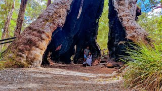 Giant Tingle Tree Hilltop Rd Walpole WA [upl. by Cecil446]