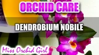 Orchid Care  Dendrobium Comet King Akatsuki [upl. by Gorey]