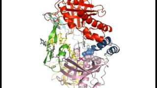 Phi29 DNA Polymerase Nucleotide Incorporation Cycle [upl. by Notterb]