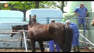 Fokkerij wil in beslag genomen paarden terug [upl. by Ahsienar]