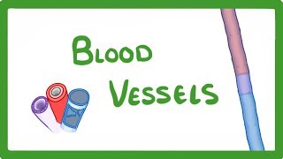 GCSE Biology  Blood Vessels 24 [upl. by Airdnaz]