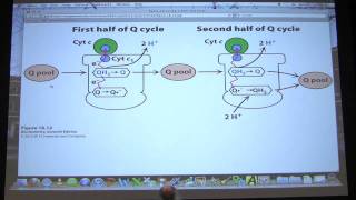 33 Biochemistry Electron TransportOxidative Phosphorylation Lecture for Kevin Aherns BB 451551 [upl. by Ydaf]