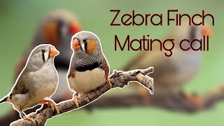 Zebra Finch Mating Call [upl. by Eadrahs]