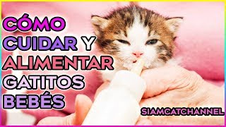 Cómo Cuidar y Alimentar Gatitos Bebes Gatos Abandonados o que perdieron a su madre SiamCatChannel [upl. by Tnomal]