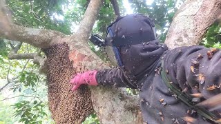 This is the most ferocious bee hive of the year with an extremely large bee army [upl. by Yecniuq]