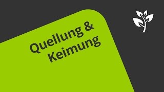 Quellung und Keimung Welche Vorgänge führen dazu  Biologie  Botanik [upl. by Cuda]