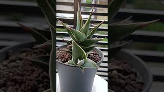 Sansevieria Pinguicula update after 1yr shortvideo sansevieria pinguicula 多肉植物 虎尾兰 plantupdate [upl. by Ingold]