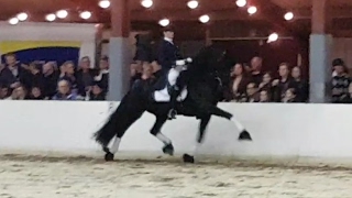 Eise 489 hengstenshow St Nyk met Marsja Dijkman [upl. by Mellisent25]