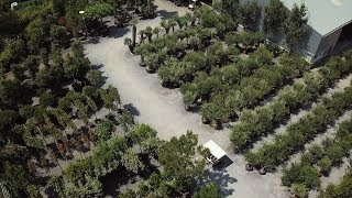 Olijfboom Specialist  Mediterrane bomen vertrouwd dichtbij  Moodfilm 2018 [upl. by Lubow]