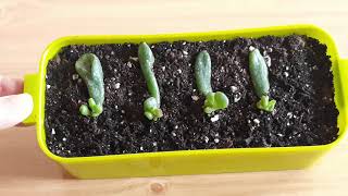 Step 3 How to Easy Propagate and grow and repotting quotCrassula Ovata Gollumquot [upl. by Alien]