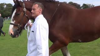 37th Clydesdale Horse Show Aberdeen [upl. by Eniala]