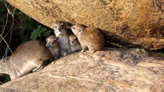 Tree Hyrax Family [upl. by Nimrac]