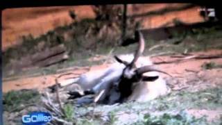 Best of FAINTING GOATS [upl. by Phillie]