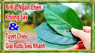 Cách uống rượu không say cách giải rượu nhanh nhất [upl. by Aurlie]