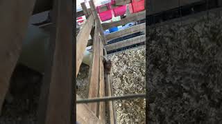 He needs some HELP goat youtubeshorts clearfield fair stuck [upl. by Dnalyr687]