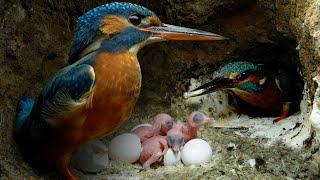 Kingfisher Chicks Hatch amp Dad Eager to Feed  4K  Discover Wildlife  Robert E Fuller [upl. by Yhtuv113]